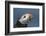 Puffin (Fratercula Arctica) with Sand Eels in Beak, Farne Islands, Northumberland, June-Rob Jordan-Framed Photographic Print