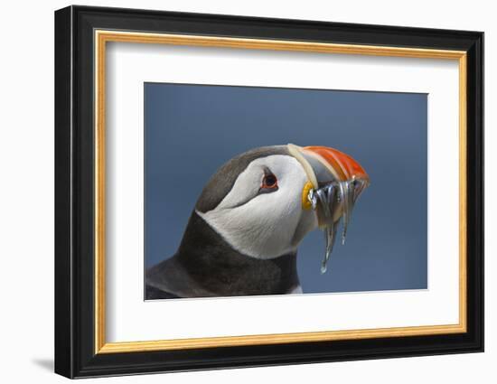 Puffin (Fratercula Arctica) with Sand Eels in Beak, Farne Islands, Northumberland, June-Rob Jordan-Framed Photographic Print