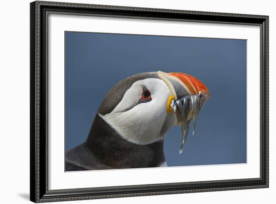 Puffin (Fratercula Arctica) with Sand Eels in Beak, Farne Islands, Northumberland, June-Rob Jordan-Framed Photographic Print