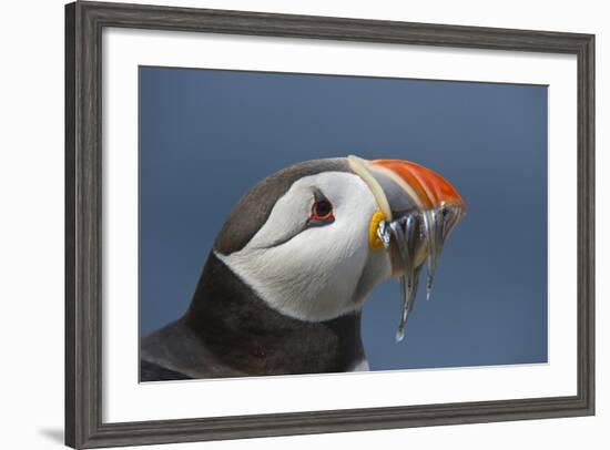 Puffin (Fratercula Arctica) with Sand Eels in Beak, Farne Islands, Northumberland, June-Rob Jordan-Framed Photographic Print