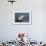 Puffin (Fratercula Arctica) with Sand Eels in Beak, Farne Islands, Northumberland, June-Rob Jordan-Framed Photographic Print displayed on a wall