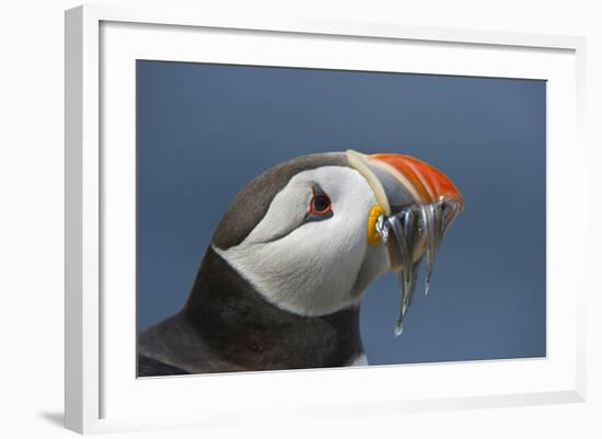 Puffin (Fratercula Arctica) with Sand Eels in Beak, Farne Islands, Northumberland, June-Rob Jordan-Framed Photographic Print