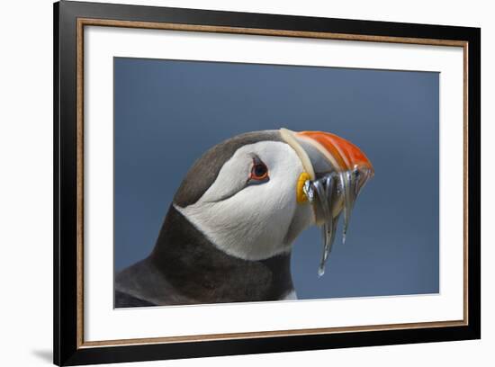 Puffin (Fratercula Arctica) with Sand Eels in Beak, Farne Islands, Northumberland, June-Rob Jordan-Framed Photographic Print