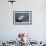 Puffin (Fratercula Arctica) with Sand Eels in Beak, Farne Islands, Northumberland, June-Rob Jordan-Framed Photographic Print displayed on a wall