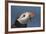 Puffin (Fratercula Arctica) with Sand Eels in Beak, Farne Islands, Northumberland, June-Rob Jordan-Framed Photographic Print