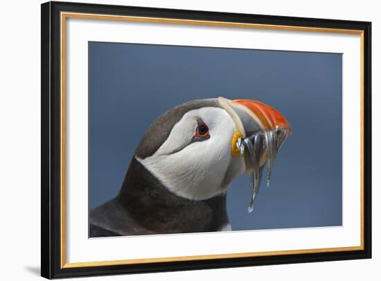 Puffin (Fratercula Arctica) with Sand Eels in Beak, Farne Islands, Northumberland, June-Rob Jordan-Framed Photographic Print