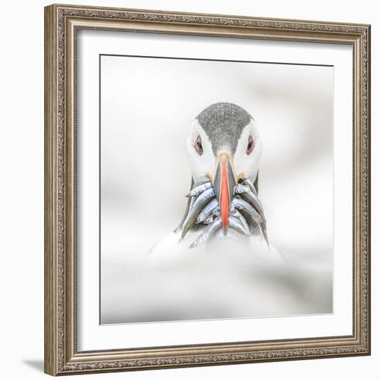 Puffin (Fratercula), Farne Islands, Northumberland, England-David Gibbon-Framed Photographic Print