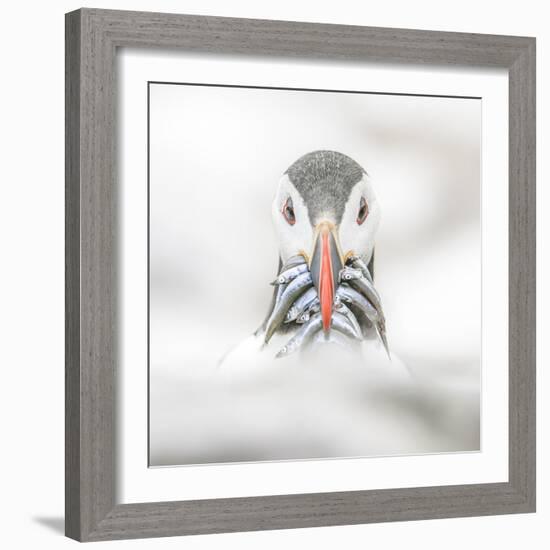 Puffin (Fratercula), Farne Islands, Northumberland, England-David Gibbon-Framed Photographic Print