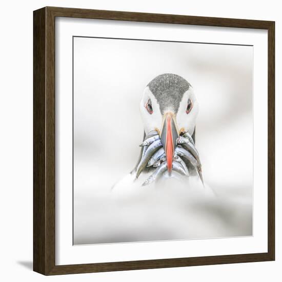 Puffin (Fratercula), Farne Islands, Northumberland, England-David Gibbon-Framed Photographic Print