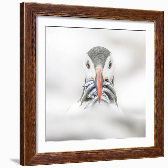 Puffin (Fratercula), Farne Islands, Northumberland, England-David Gibbon-Framed Photographic Print