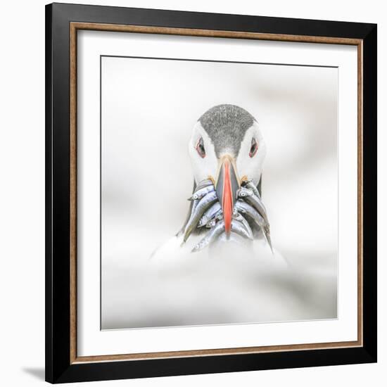 Puffin (Fratercula), Farne Islands, Northumberland, England-David Gibbon-Framed Photographic Print