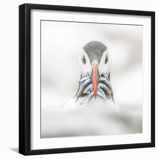 Puffin (Fratercula), Farne Islands, Northumberland, England-David Gibbon-Framed Photographic Print