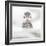 Puffin (Fratercula), Farne Islands, Northumberland, England-David Gibbon-Framed Photographic Print