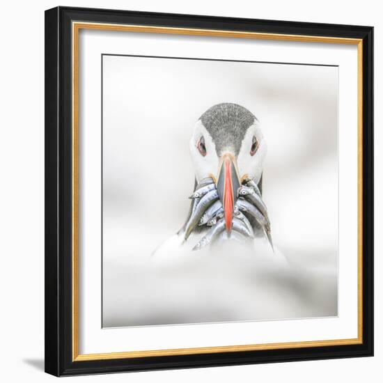 Puffin (Fratercula), Farne Islands, Northumberland, England-David Gibbon-Framed Photographic Print