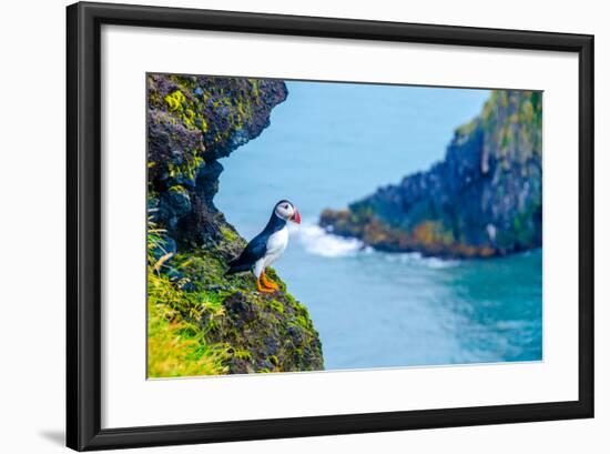 Puffin - Iceland-Simon Dannhauer-Framed Photographic Print