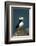 Puffin, Katmai National Park, Alaska-Paul Souders-Framed Photographic Print