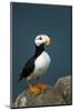 Puffin, Katmai National Park, Alaska-Paul Souders-Mounted Photographic Print