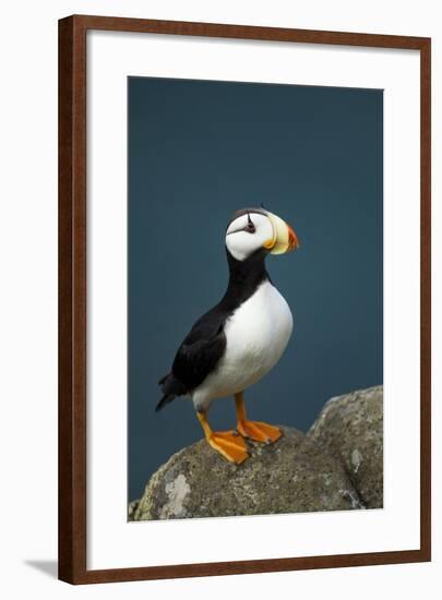 Puffin, Katmai National Park, Alaska-Paul Souders-Framed Photographic Print