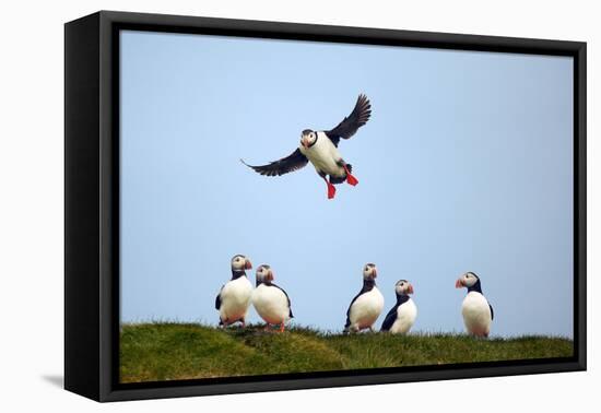 Puffin Landing-Howard Ruby-Framed Premier Image Canvas