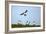 Puffin Landing-Howard Ruby-Framed Photographic Print