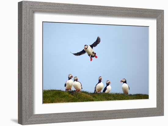 Puffin Landing-Howard Ruby-Framed Photographic Print