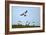 Puffin Landing-Howard Ruby-Framed Photographic Print