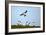 Puffin Landing-Howard Ruby-Framed Photographic Print