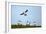 Puffin Landing-Howard Ruby-Framed Photographic Print