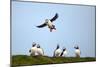 Puffin Landing-Howard Ruby-Mounted Photographic Print