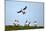 Puffin Landing-Howard Ruby-Mounted Photographic Print