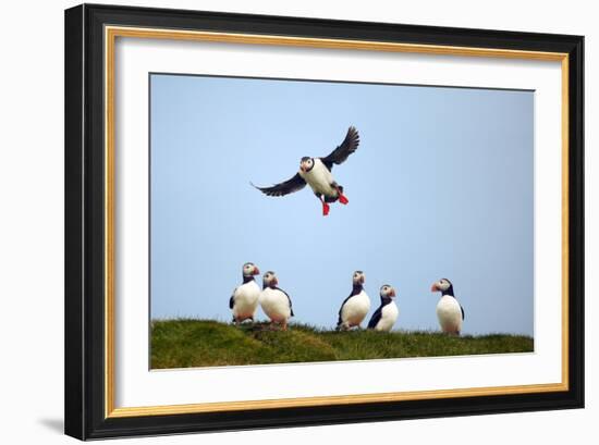 Puffin Landing-Howard Ruby-Framed Photographic Print