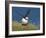 Puffin Lands on Grass Ledge by Sea-null-Framed Photographic Print