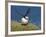 Puffin Lands on Grass Ledge by Sea-null-Framed Photographic Print