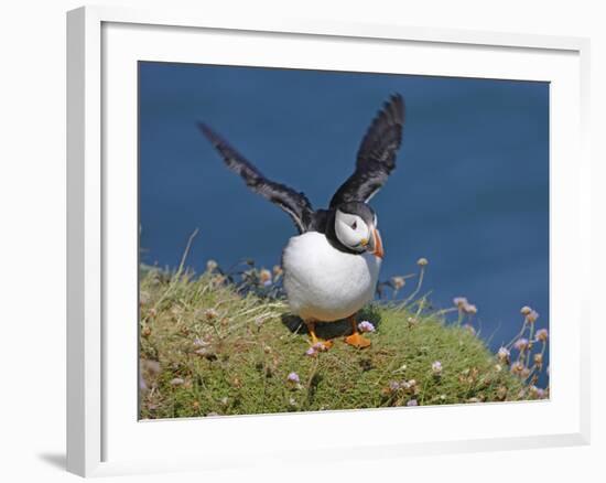 Puffin Lands on Grass Ledge by Sea-null-Framed Photographic Print