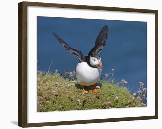 Puffin Lands on Grass Ledge by Sea-null-Framed Photographic Print