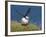 Puffin Lands on Grass Ledge by Sea-null-Framed Photographic Print