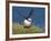 Puffin Lands on Grass Ledge by Sea-null-Framed Photographic Print