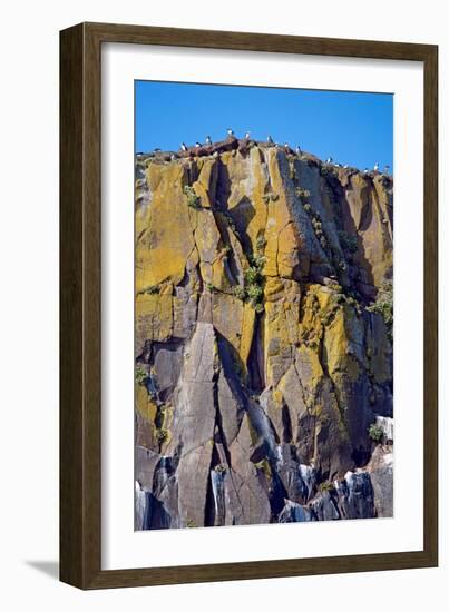 Puffin Mountain-Howard Ruby-Framed Photographic Print