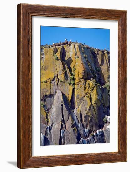 Puffin Mountain-Howard Ruby-Framed Photographic Print