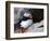 puffin on a ledge-AdventureArt-Framed Photographic Print