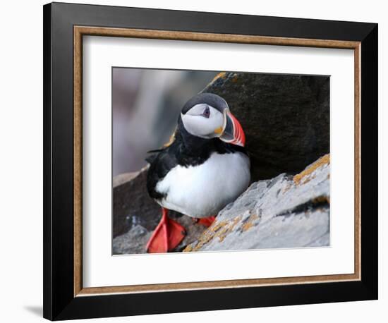 puffin on a ledge-AdventureArt-Framed Photographic Print