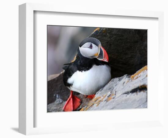 puffin on a ledge-AdventureArt-Framed Photographic Print