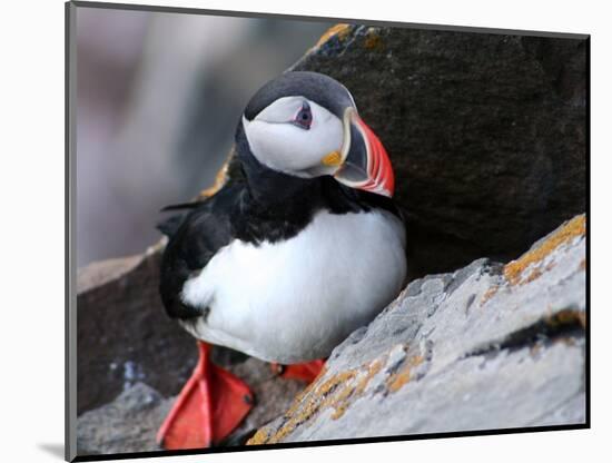 puffin on a ledge-AdventureArt-Mounted Photographic Print