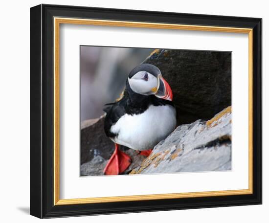 puffin on a ledge-AdventureArt-Framed Photographic Print