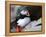 puffin on a ledge-AdventureArt-Framed Premier Image Canvas