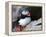 puffin on a ledge-AdventureArt-Framed Premier Image Canvas