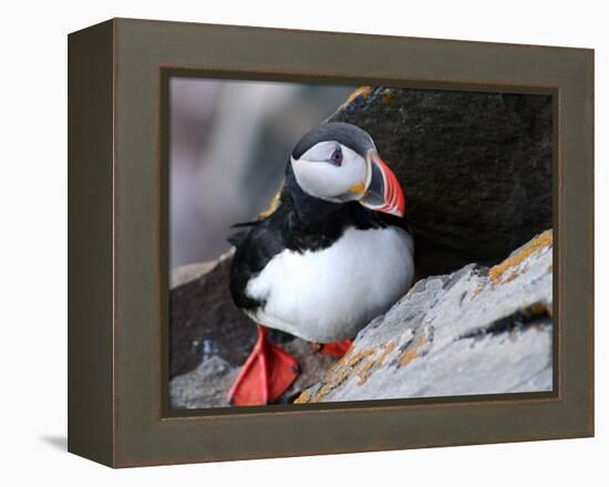 puffin on a ledge-AdventureArt-Framed Premier Image Canvas