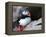 puffin on a ledge-AdventureArt-Framed Premier Image Canvas