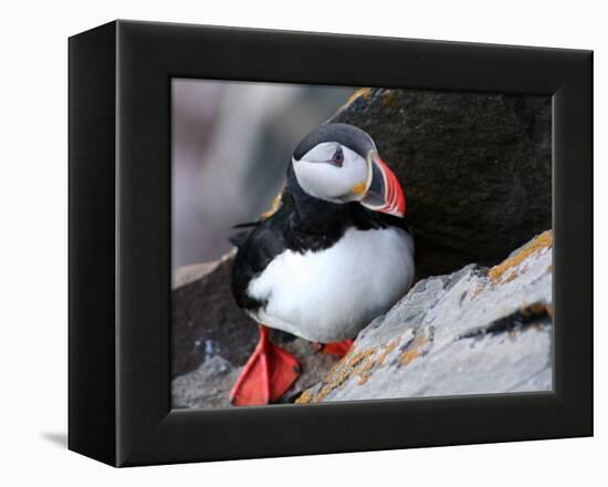 puffin on a ledge-AdventureArt-Framed Premier Image Canvas