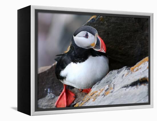 puffin on a ledge-AdventureArt-Framed Premier Image Canvas